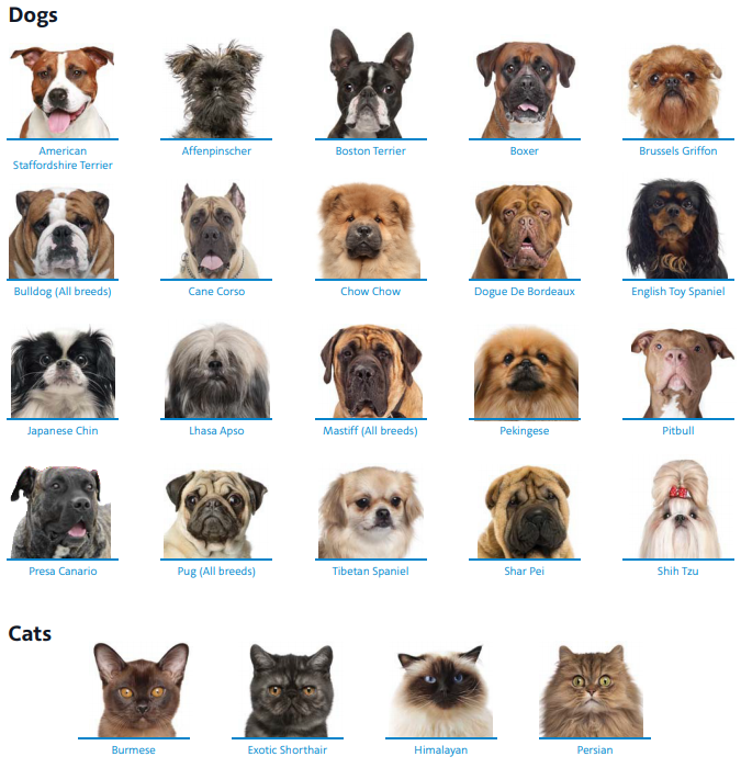 American Airlines Dog Shipping Restricted Breeds