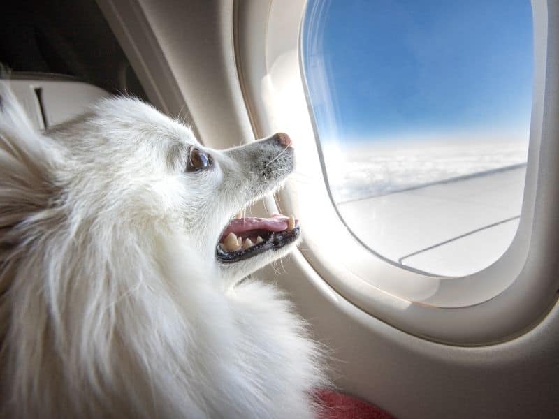 Options for Flying with Two Dogs