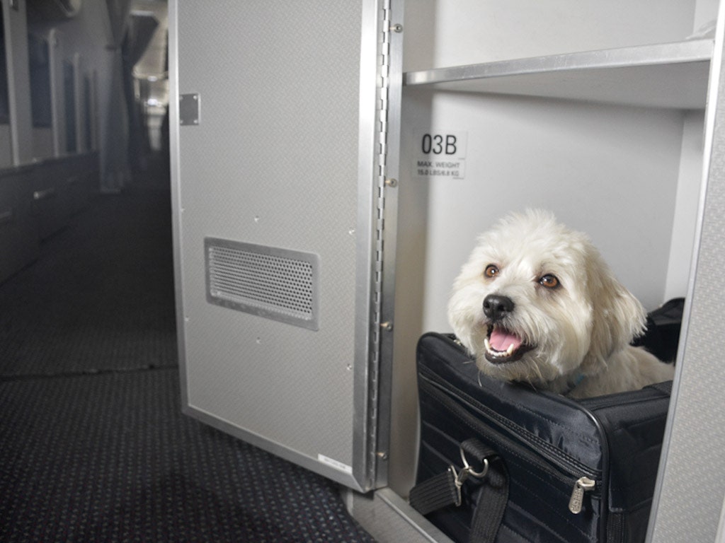 aa pet cabin a321t 1 1