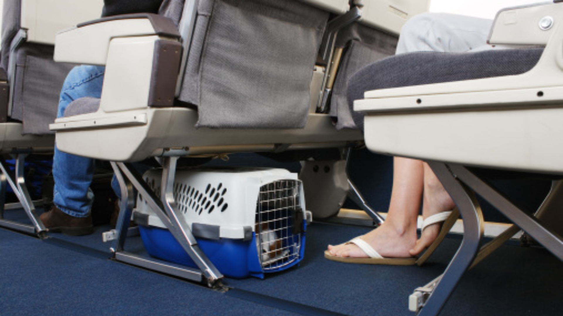 american airline pet policy in cabin