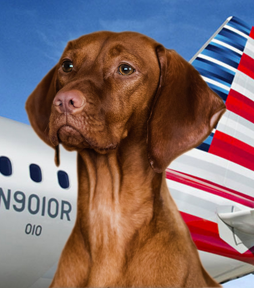 service dog american airlines